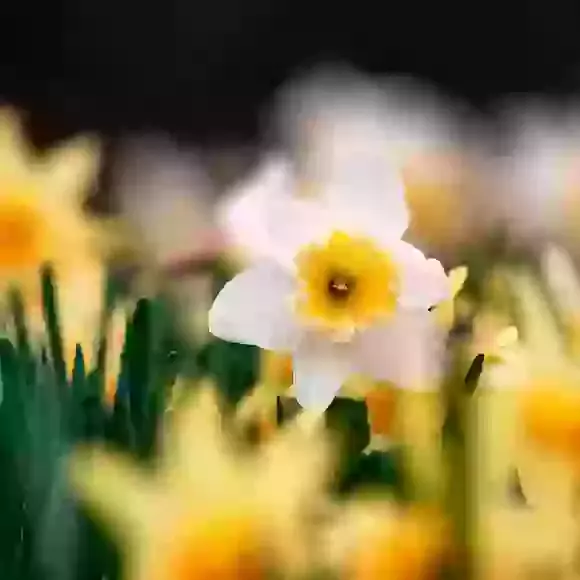 Daffodils & Narcissi